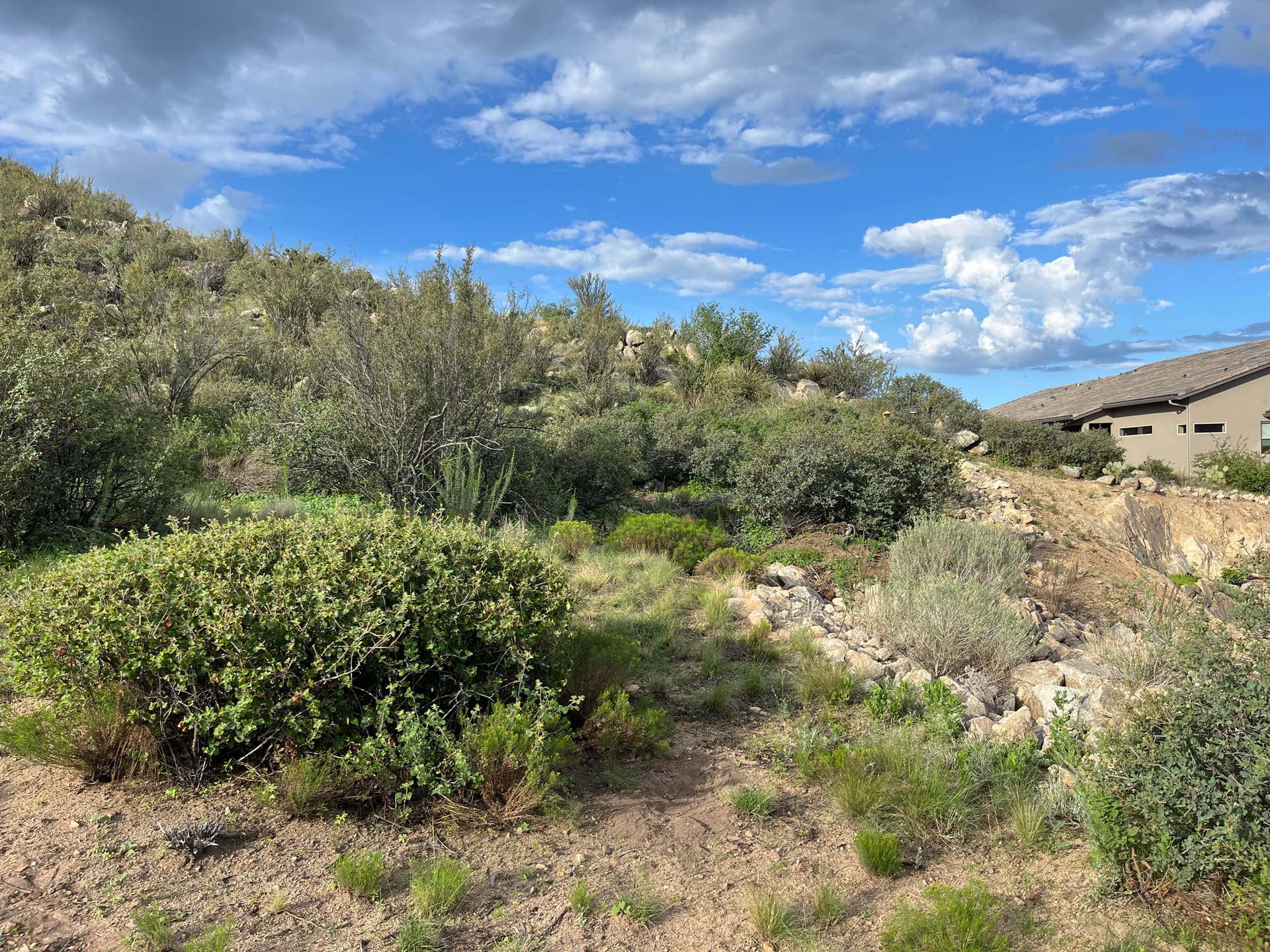 Gallery photos for Firewise Brush Clearing in Prescott Keeps Properties Protected: Image #2